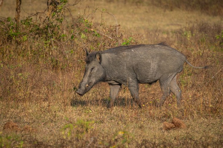 114 Yala NP, wild zwijn.jpg